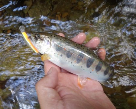増水の渓でミノーイング